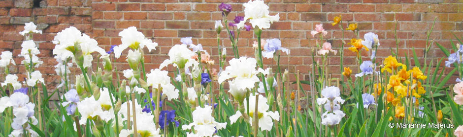 British Tall Bearded Irises