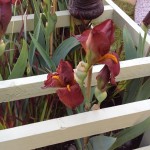 Red Pike Bearded Iris at Chelsea 2015
