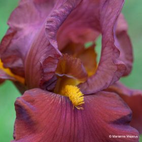 Bearded Iris Plants For Sale | Wholesale Nursery Co