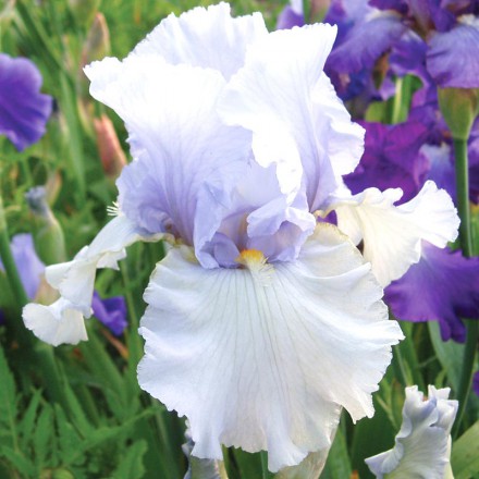 Pale Lavender Bearded Iris - The English Iris Company