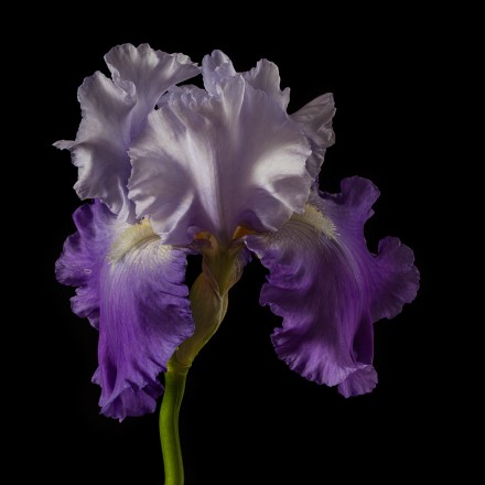 RHS Photography Gold Medal - The English Iris Company