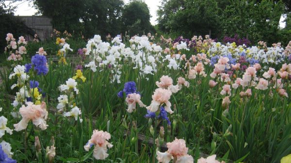 Bearded Irises How To Care For Bearded Irises High Impact Easy To Grow